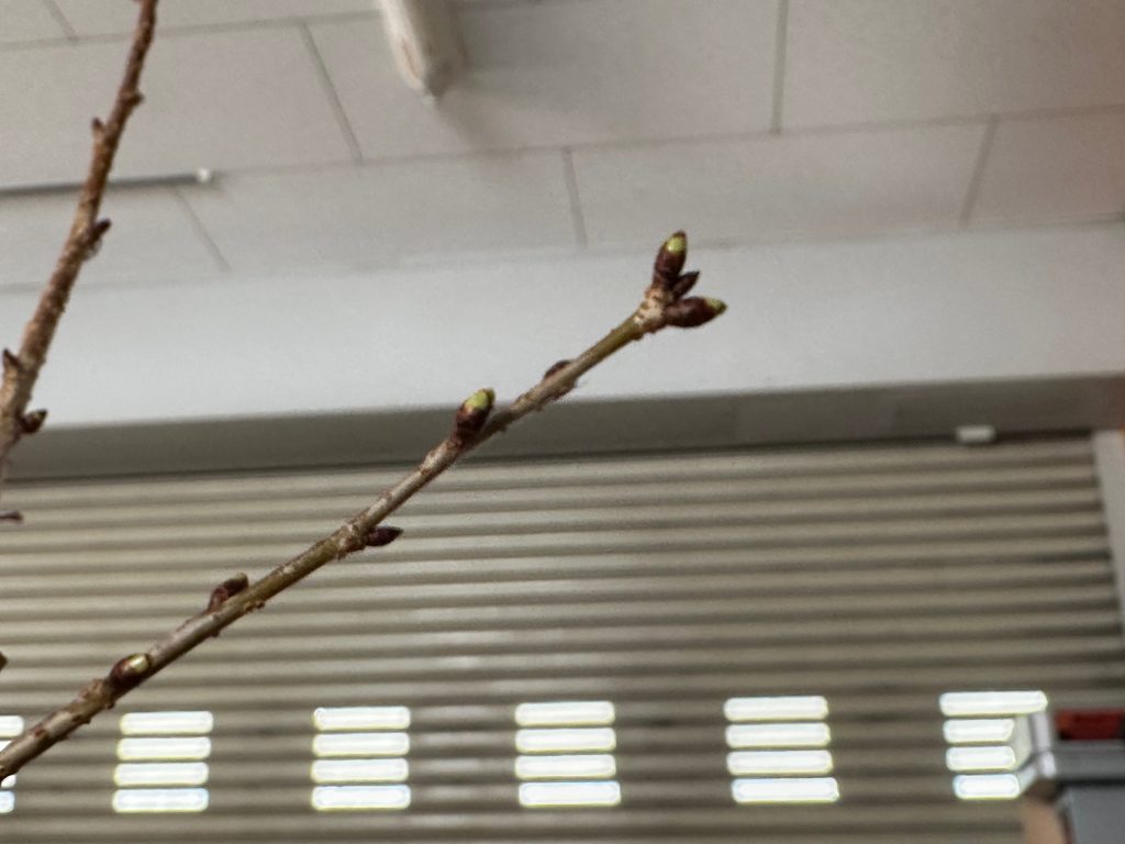 休眠中の御殿場桜の中間あたりの枝先