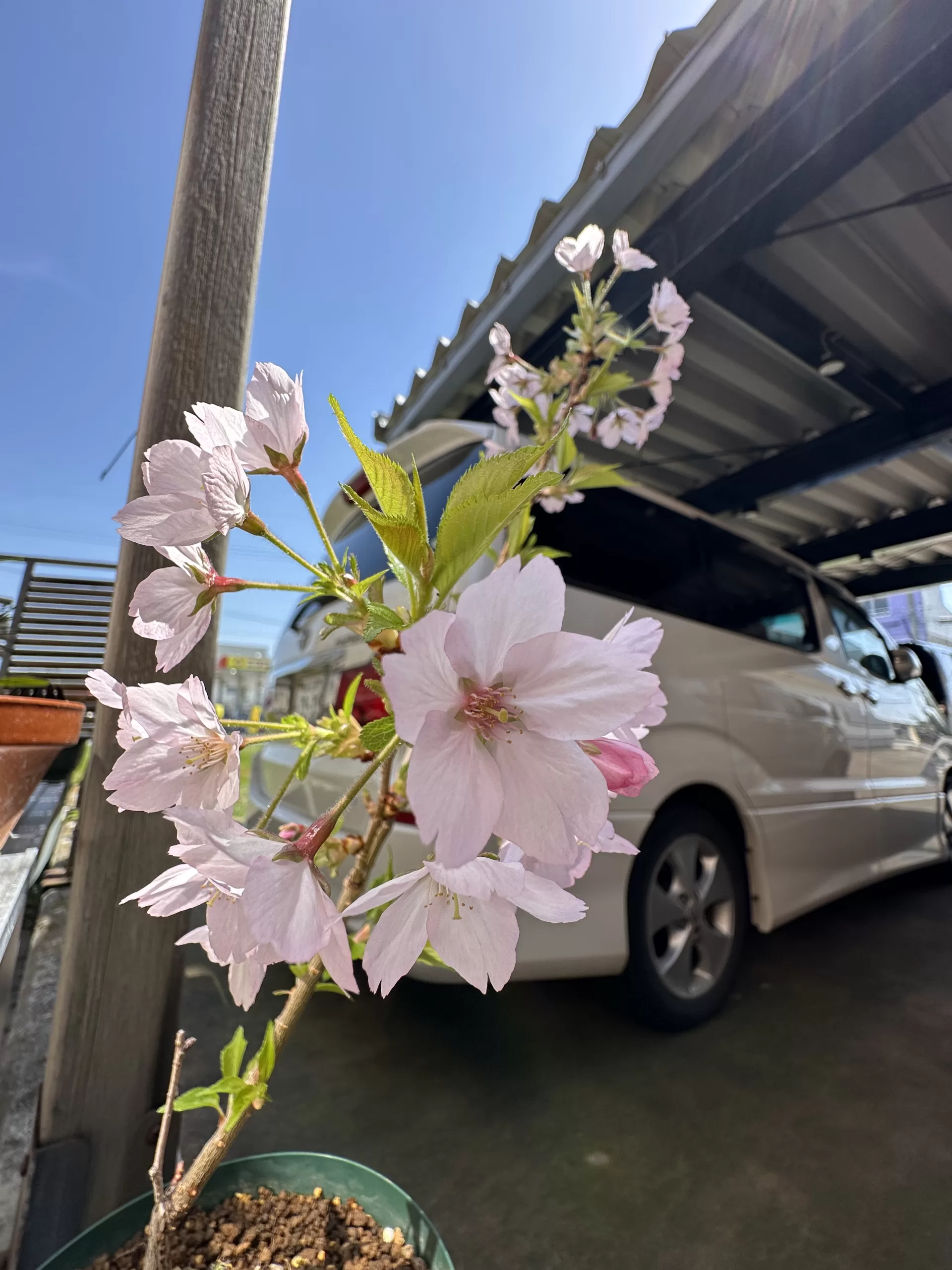 満開の御殿場桜