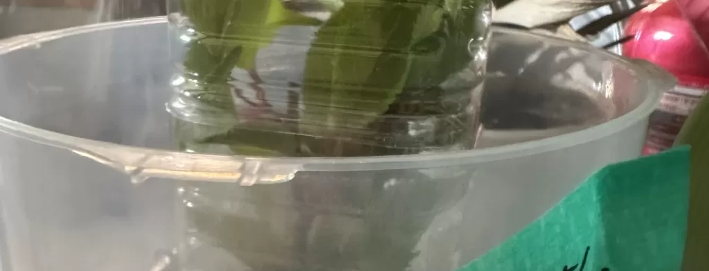 御殿場桜の挿し木のアップ