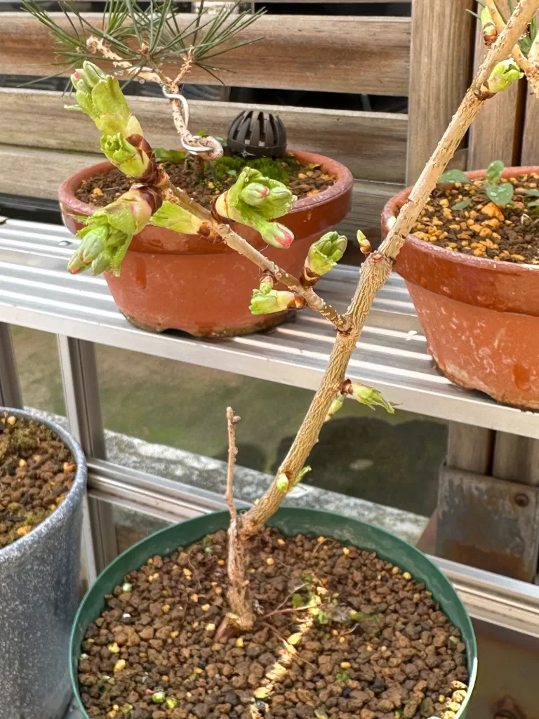 御殿場桜の花芽と葉芽
