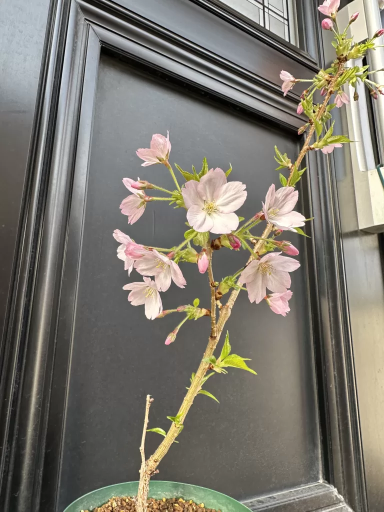 御殿場桜の花芽から8分咲くらい