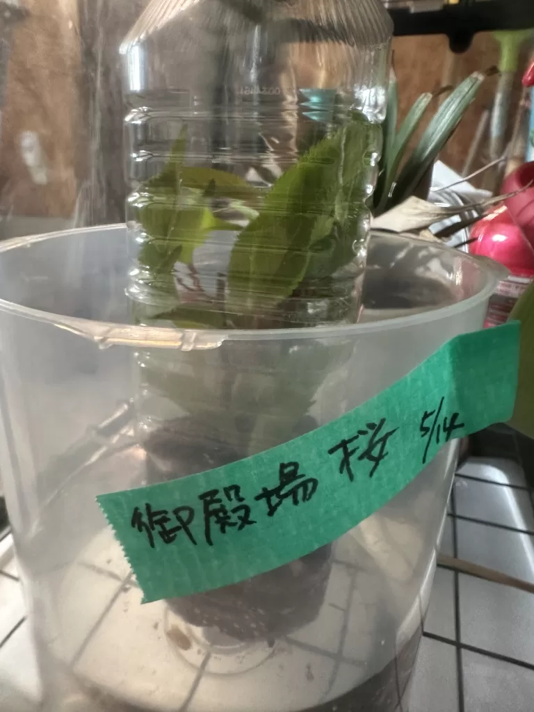 御殿挿し木開始