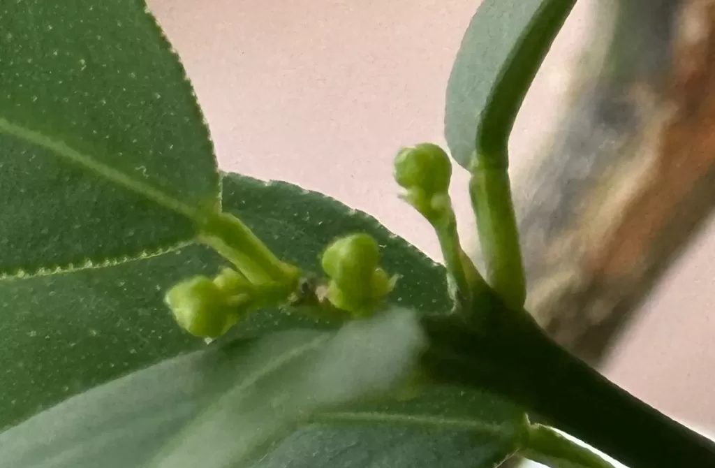 蕾のようなもの