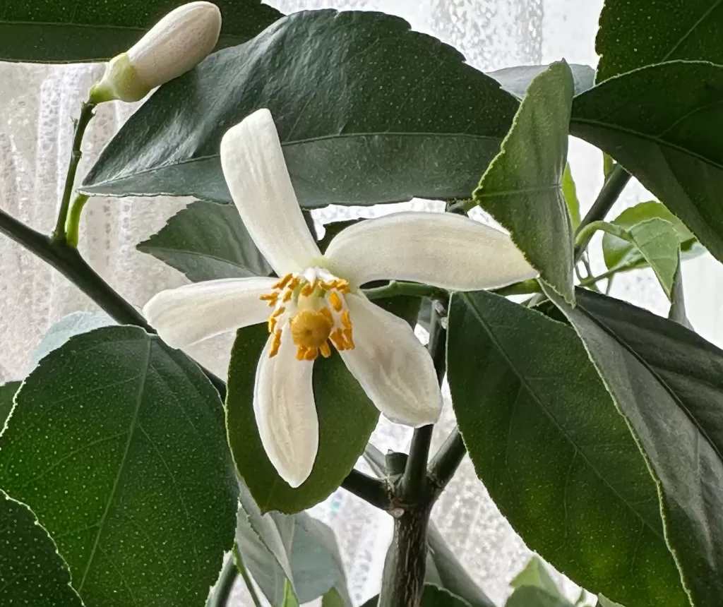 レモンの花が咲く