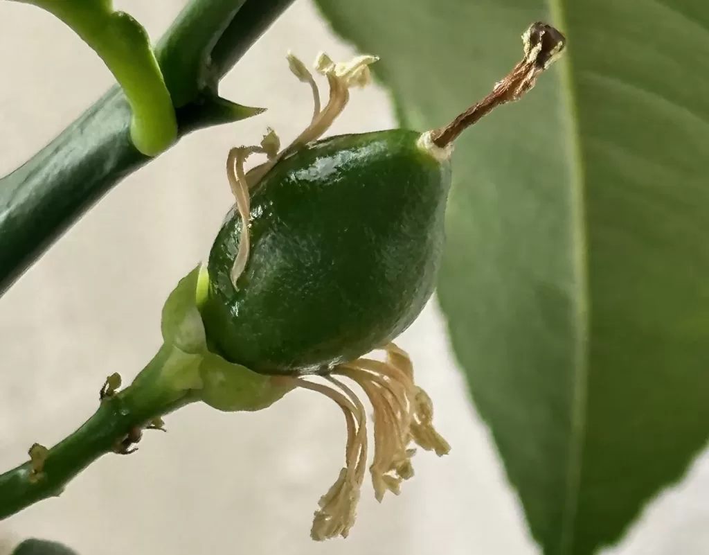 レモンの実が少し大きくなる