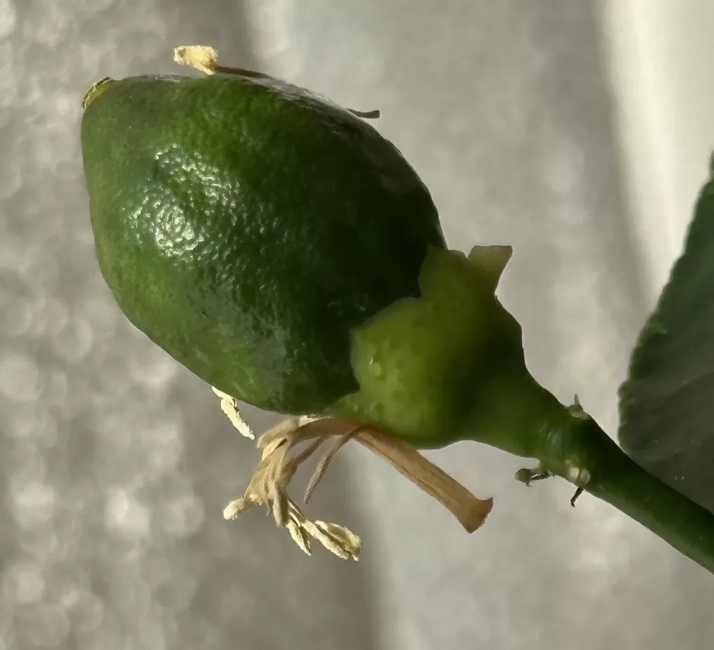 レモンの実のアップ