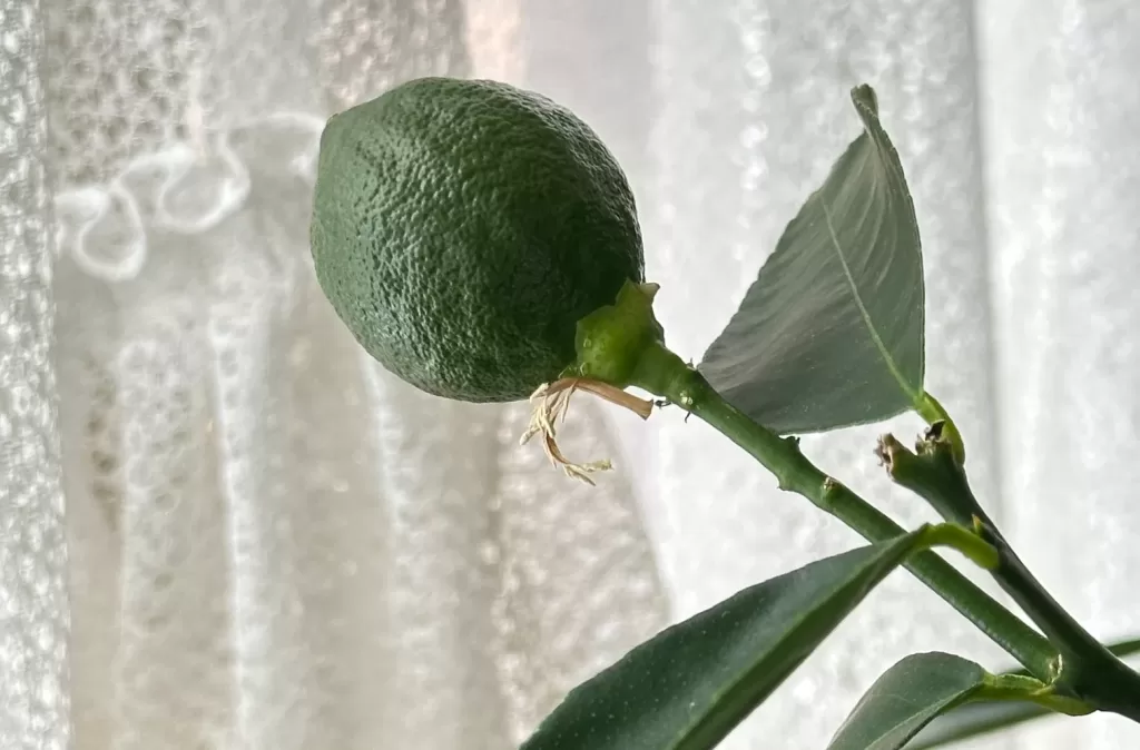 丸くなったレモンの実