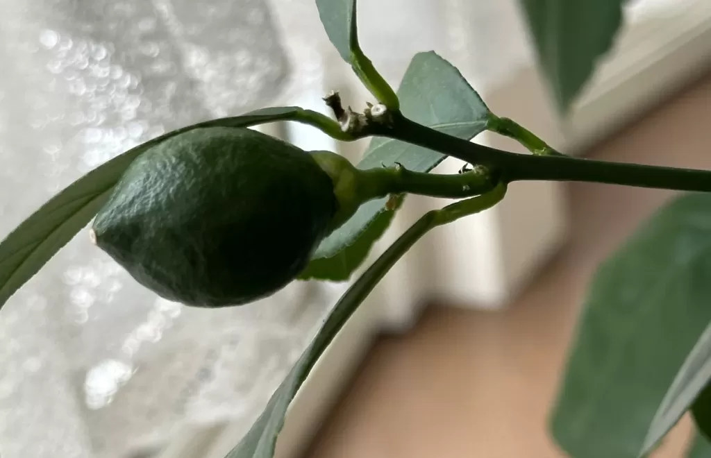 別のレモンの実