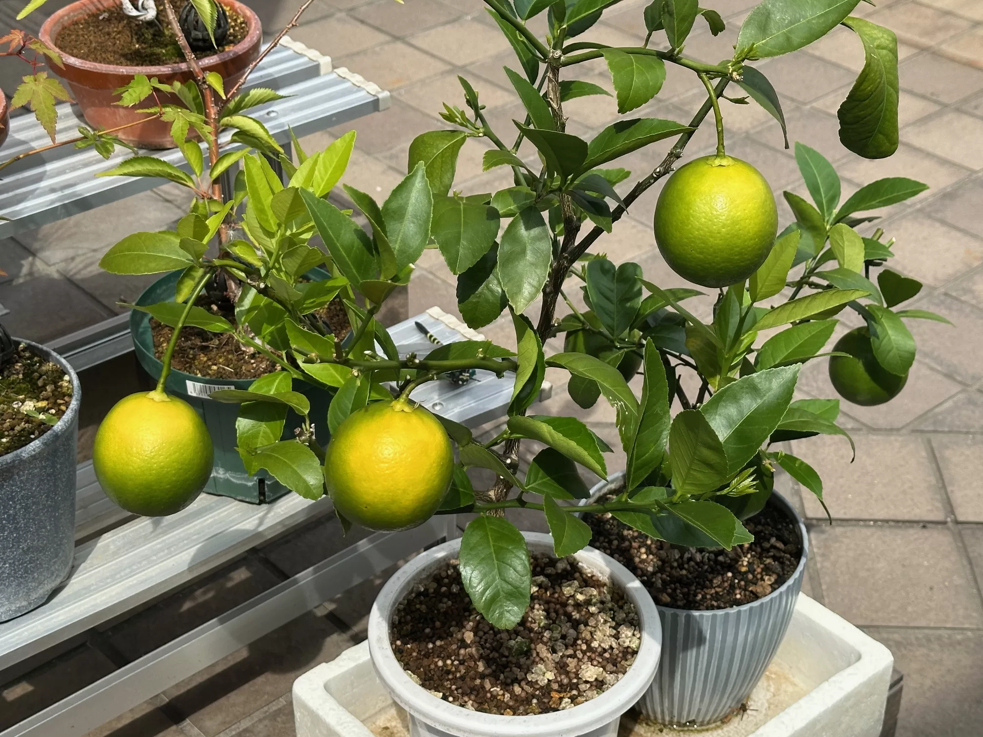 黄色くなったレモン