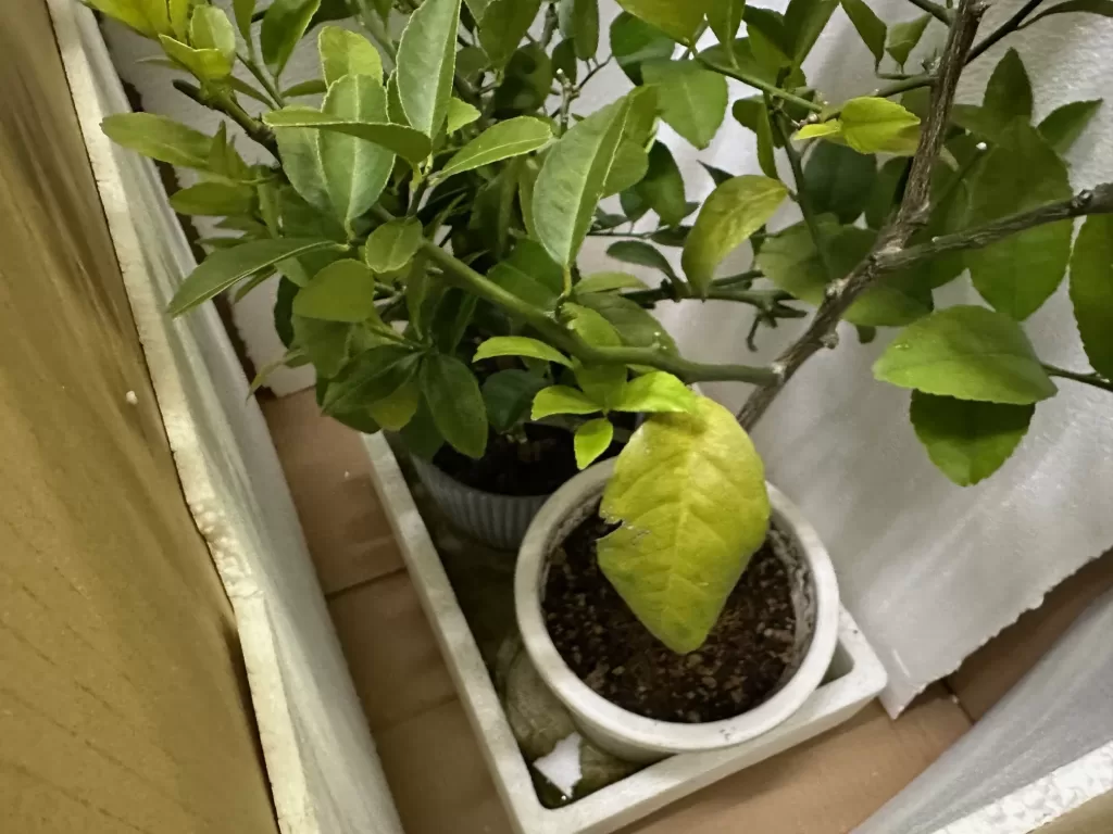 段ボールに入れたレモンのアップ