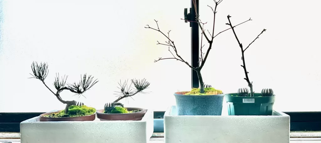 さくらともみじとまつ