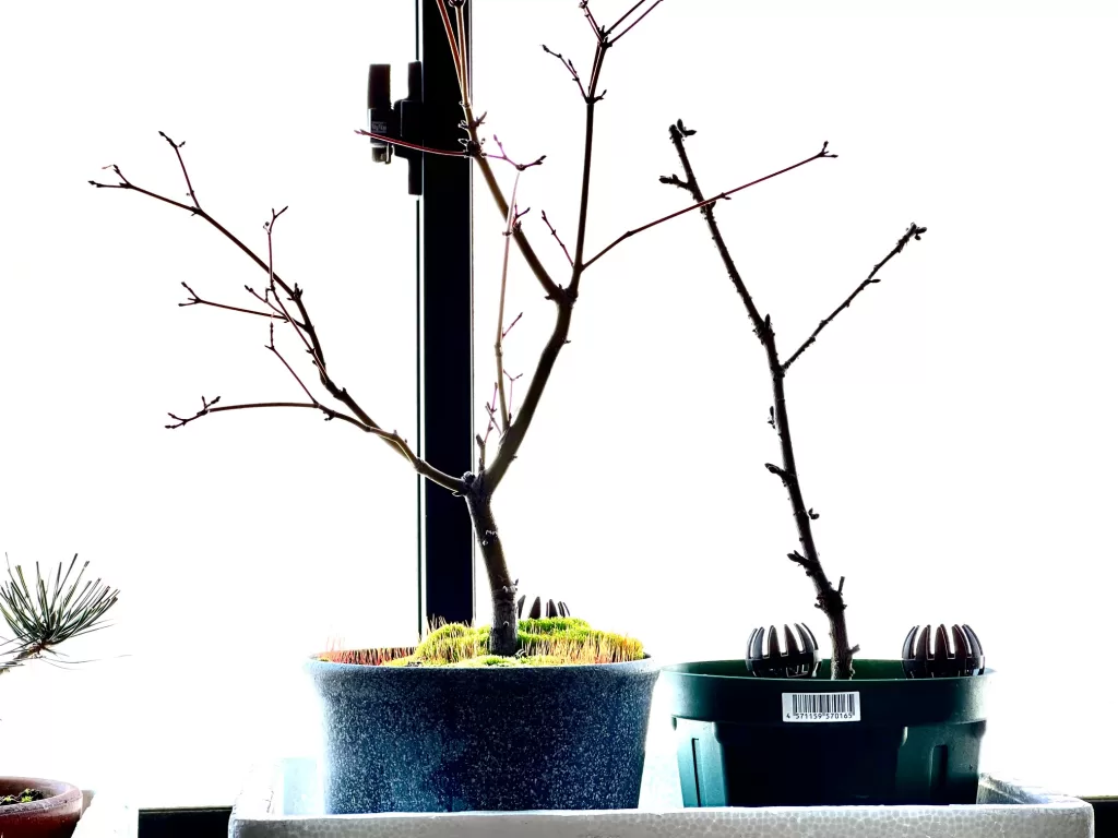 さくらともみじ